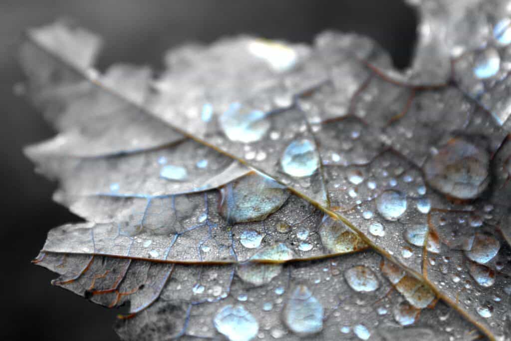 Grey leaf with blue crystalline water droplets.