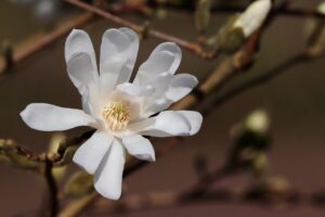 Focus on mindfulness by looking at a white flower with nine petals.